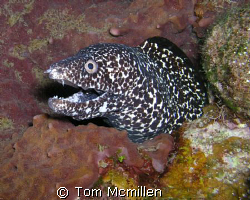 A nice spotted Moray eel at the base of a large Barrel sp... by Tom Mcmillen 